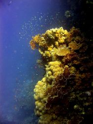 Coral head on southeast slope on Sanganeb, outside Port S... by Stein A. Mollerhaug 